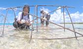 transplanting super corals