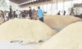 rice in India