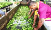 men sorting bananas