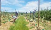 A Samoan seasonal worker is warning others to be wise on the job and not fall into infidelity. Photo: RNZ / Anusha Bradley SAMOAN SEASONAL WORKERS
