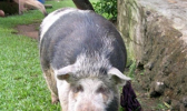 Typical family pigs foraging around the home