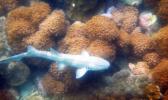 Sharks will be protected in Samoa. (Christophe ARCHAMBAULT / AFP via infosurhoy.com) Sharks will be protected in Samoa. (Christophe ARCHAMBAULT / AFP via infosurhoy.com)