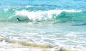 shark seen through the surf