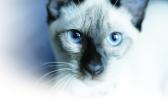 Siamese cat