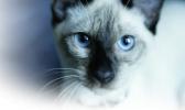 Siamese cat