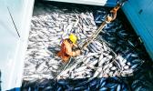 SKIPJACK TUNA BEING LOADED