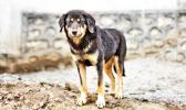 A stray dog looking into the eye of the camera