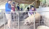 June Talamoni checks on a sow