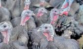 Flock of turkeys