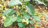 The SBS recorded a drastic 31 per cent drop in the supply of taro locally in November compared to the previous month prompting a rise in prices by seven per cent ($5.41 per kilogram). taro growning