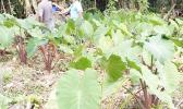 TARO PLANTATION