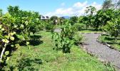 The Samoan medicinal plant garden