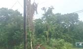 Crews worked to remove a tree in the Kokoland area