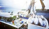 Tuna boat unloading
