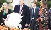 President Donald Trump with first lady Melania Trump, right, and their son Barron Trump, look at National Thanksgiving Turkey Drumstick after being pardoned by President Trump during a ceremony in the Rose Garden of the White House in Washington, Tuesday, Nov. 21, 2017. This is the 70th anniversary of the National Thanksgiving Turkey presentation. (AP Photo/Manuel Balce Ceneta) 