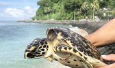 Juvenile Hawksbill Turtle that was rescued from the FAD device.