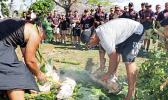 Pigs in the umu
