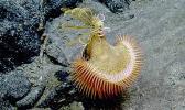 This venus fly trap sea anemone