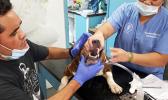 Local volunteer Sai holds a patient's mouth open