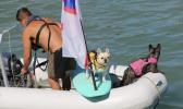 Surfer dogs Bosco and Treasure