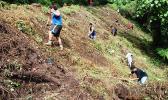 In this Samoa News file photo, National Park crew works on reforestation on the Mt. Alava Trail. [SN file photo]