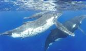 celebrate the whale migration